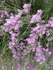 Carmichaelia glabrescens