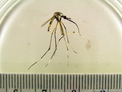 Toxorhynchites splendens