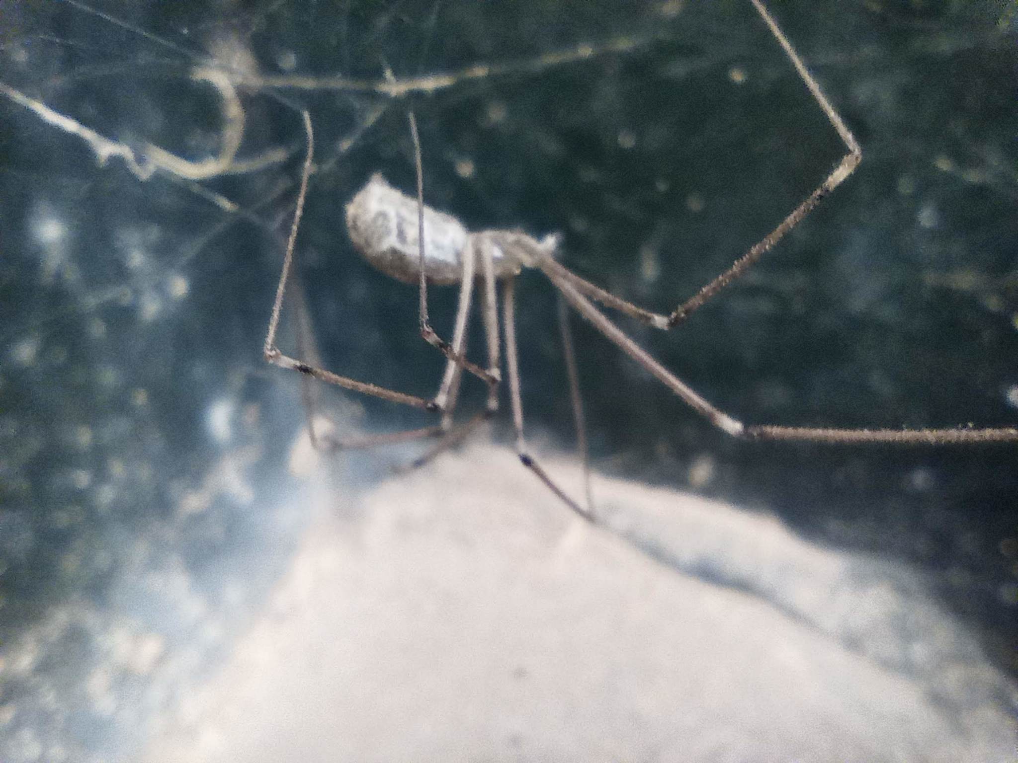 Araña de bodega jaspeada