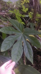 Fatsia polycarpa
