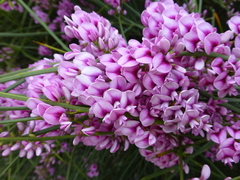 Carmichaelia glabrescens