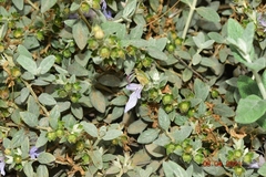 Teucrium fruticans