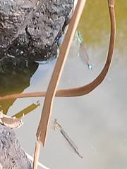 Ischnura saharensis