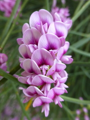 Carmichaelia glabrescens