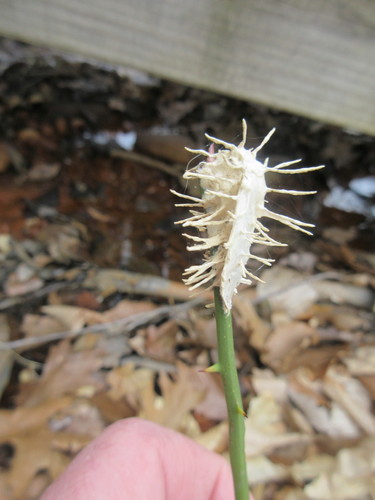 Moth Urchin Fungus
