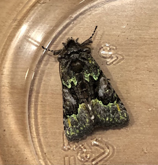 Behrensia conchiformis