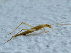 Oecanthus dulcisonans