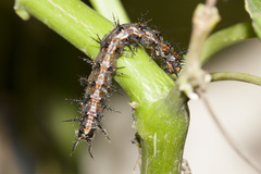 Dione vanillae maculosa