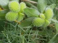 Cynoglossum creticum