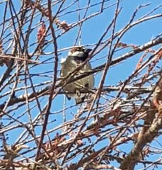 Passer domesticus