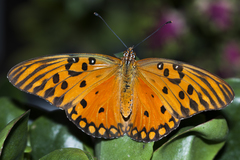 Dione vanillae maculosa