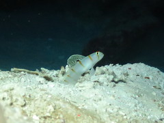 Amblyeleotris randalli