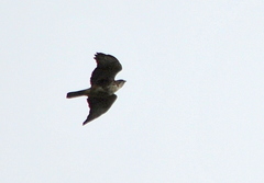 Buteo albigula