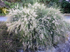 Carmichaelia glabrescens