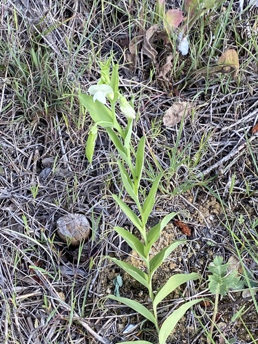 Lathyrus ochrus iNat (2)
