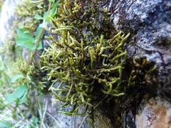 Racomitrium crispulum