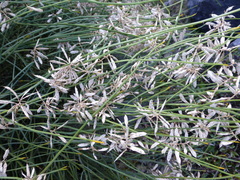 Carmichaelia glabrescens