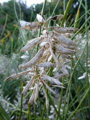Carmichaelia glabrescens