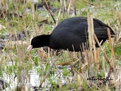 Fulica atra