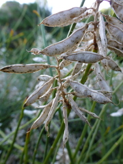 Carmichaelia glabrescens