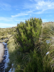 Dracophyllum acerosum