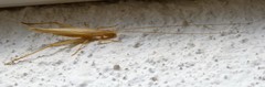 Oecanthus dulcisonans