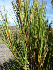 Dracophyllum acerosum