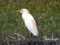 Bubulcus ibis