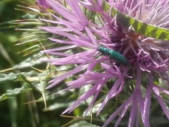 Psilothrix viridicoerulea