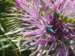 Psilothrix viridicoerulea