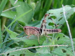 Boopedon flaviventris