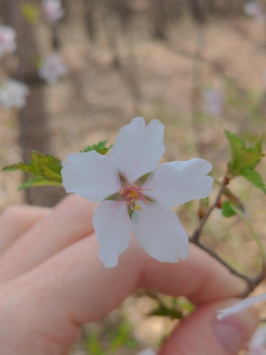 Prunus incisa, photographed by an iNaturalist contributor
