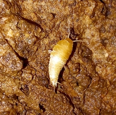 Atelurinae