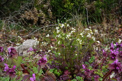 Cardamine graeca