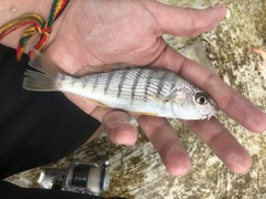 Umbrina coroides