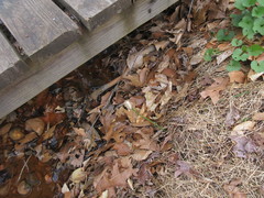 Akanthomyces aculeatus