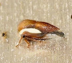 Ophiderma flavicephala