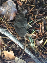 Sorex trowbridgii