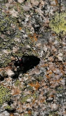 Physomeloe corallifer