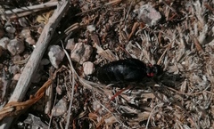 Physomeloe corallifer