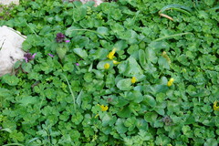 Ficaria verna calthifolia