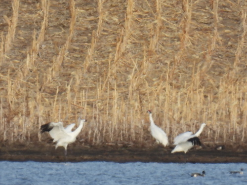 Whooping Crane photographed in South Dakota