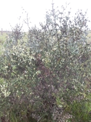 Colletia paradoxa