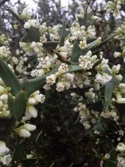 Colletia paradoxa