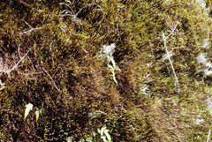 Polytrichadelphus magellanicus