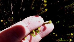 Polytrichadelphus magellanicus