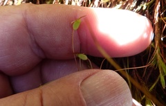 Polytrichadelphus magellanicus