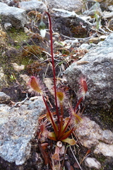 Drosera stenopetala