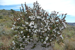 Epacris pauciflora
