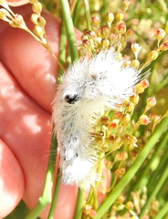 Euproctis haemodetes